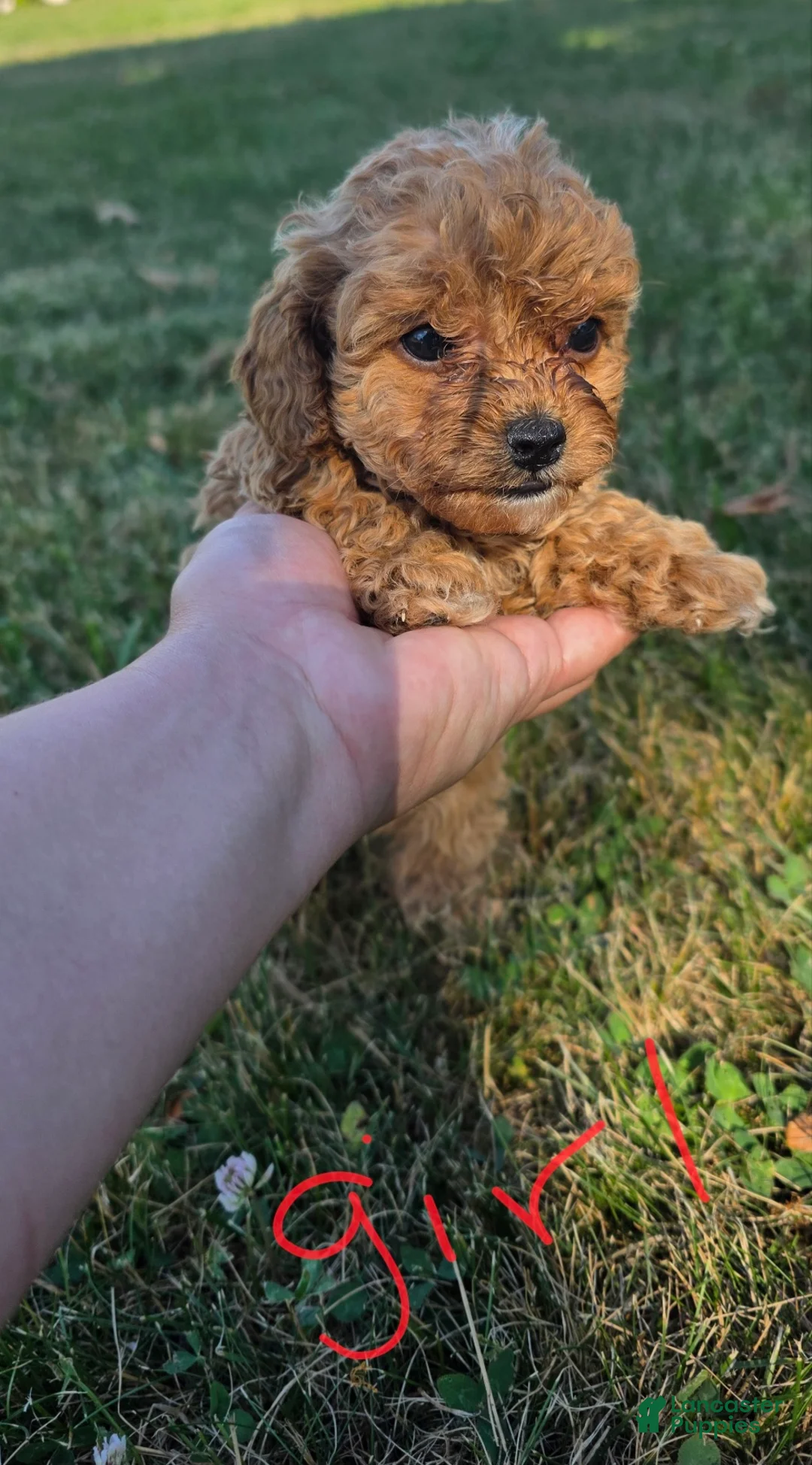 Maltipoo dogs for sale: Crystal - Ad 1