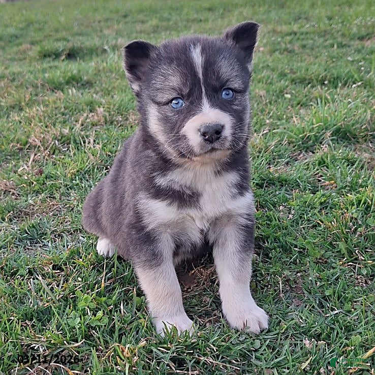 Gerberian Shepsky dogs Lilly - Ad 1