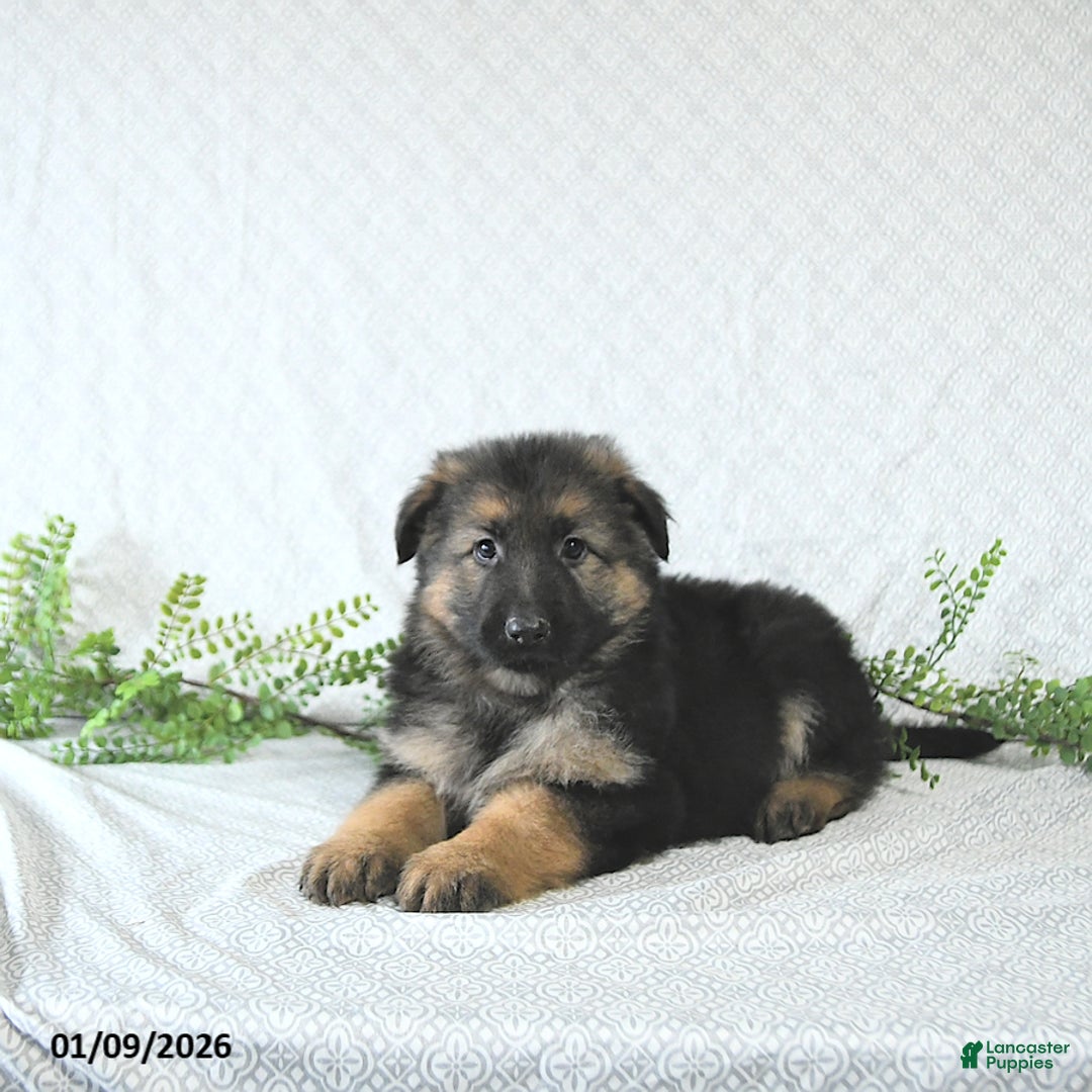 German Shepherd dogs for sale: Bruno - Ad 2