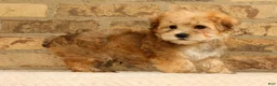 Yochon dogs for sale: Thomas - Ad 3