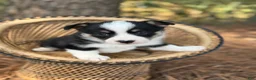 Mixed Breed dogs for sale: Black Girl 1 - Ad 9