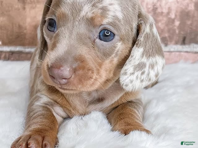 Miniature Dachshund dogs Miniature Dachshund Puppy 2 - Ad 4
