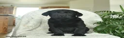 Labrador Retriever dogs for sale: Melody  - Ad 2