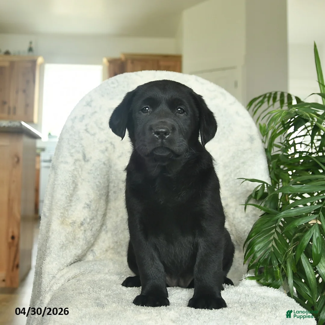 Labrador Retriever dogs for sale: Melody  - Ad 2