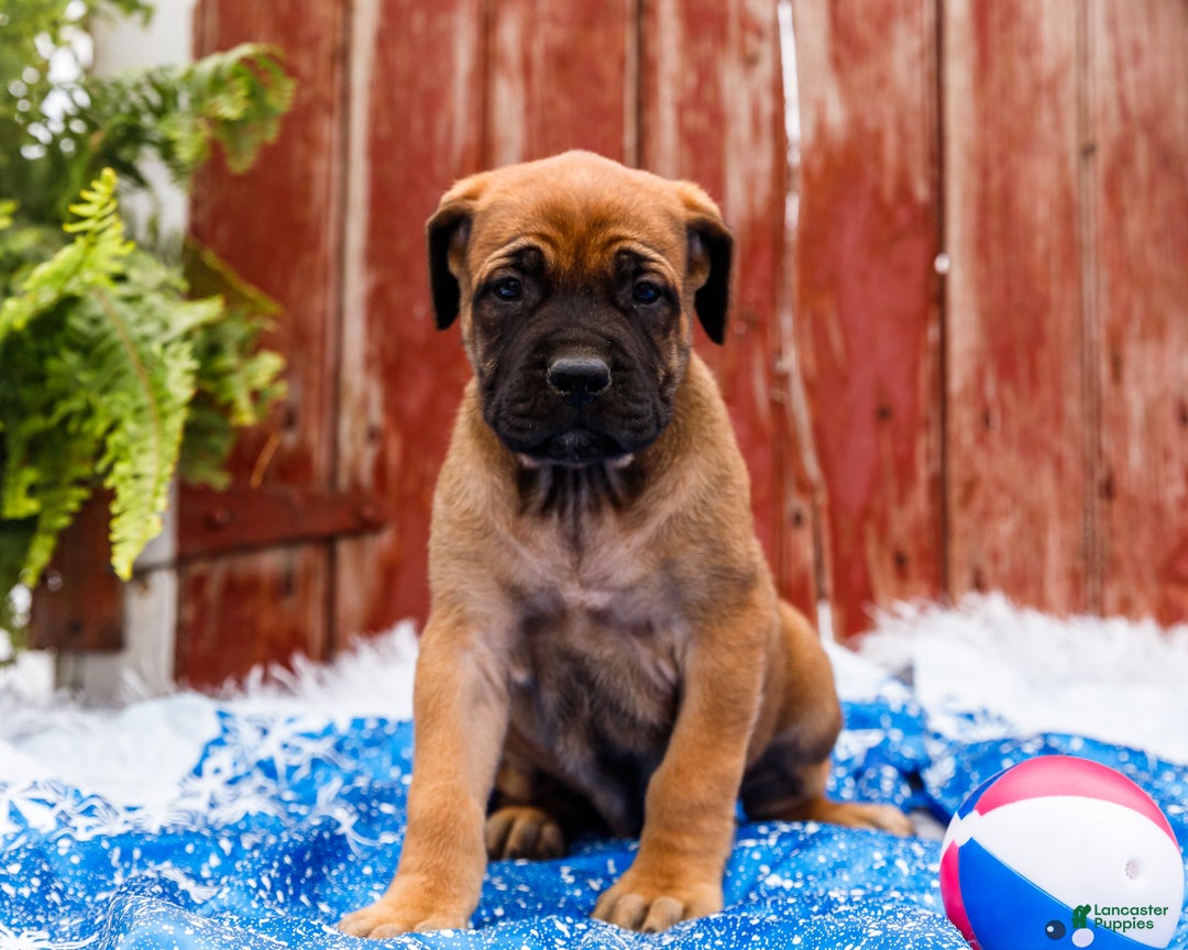 English Mastiff dogs for sale: Chloe - Ad 6