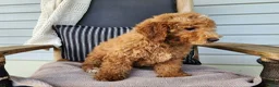 Mini Bernedoodle dogs for sale: Dallas - Ad 14