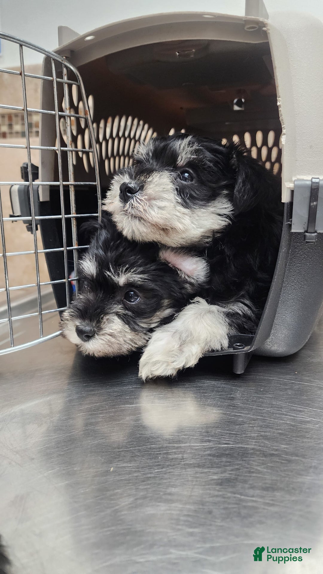 Gallery Image {{count}}