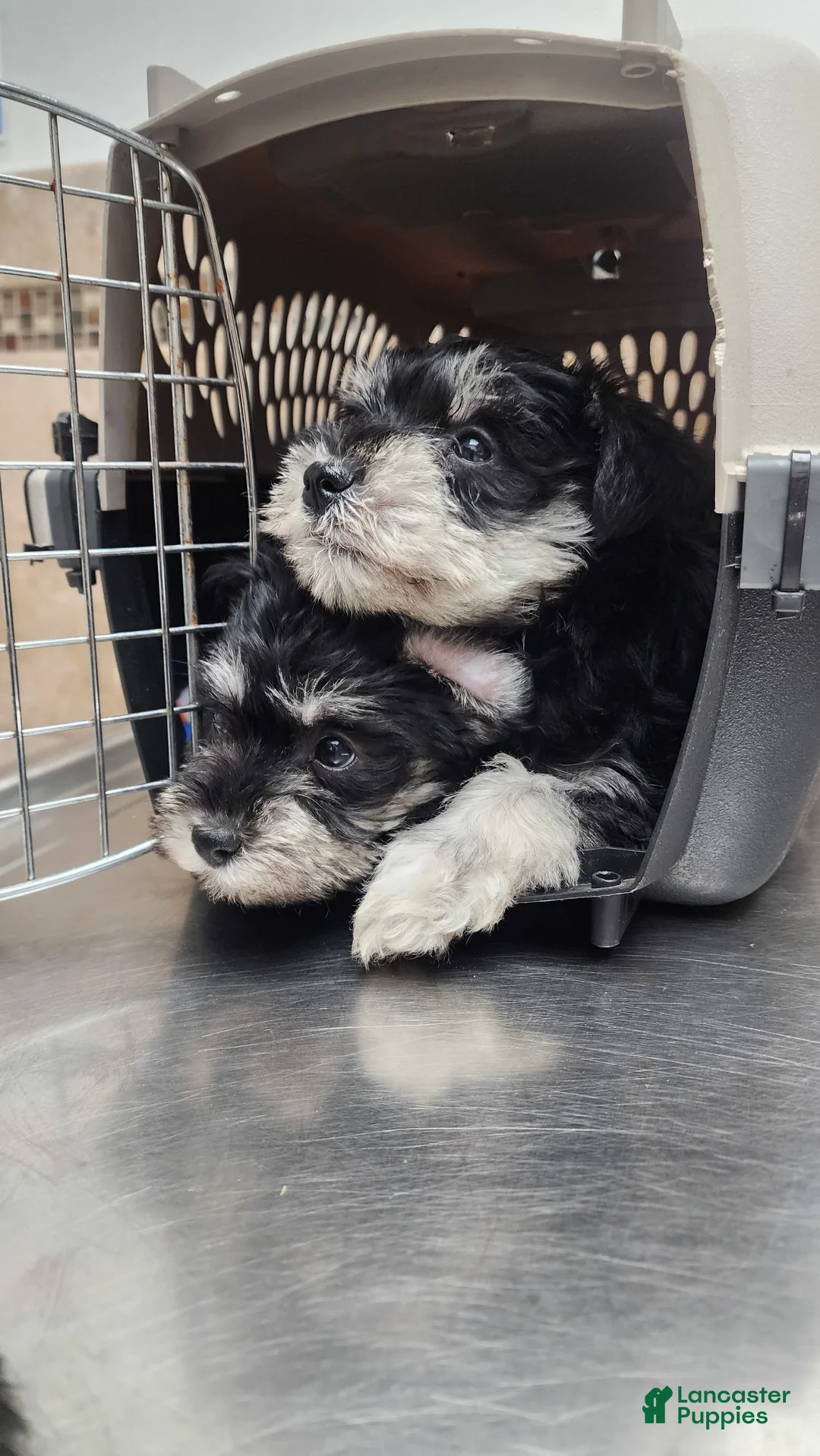 Gallery Image {{count}}