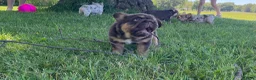 French Bulldog dogs for sale: Chewy - Ad 6