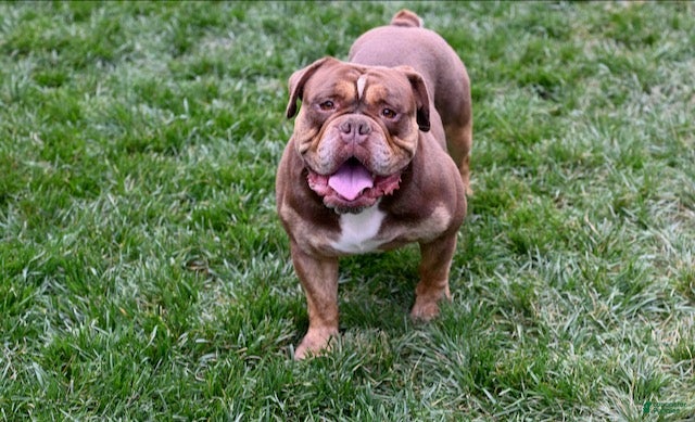 Olde English Bulldogge dogs Linden - Ad 1