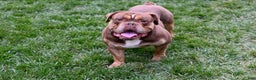 Olde English Bulldogge dogs for stud: Linden - Ad 1