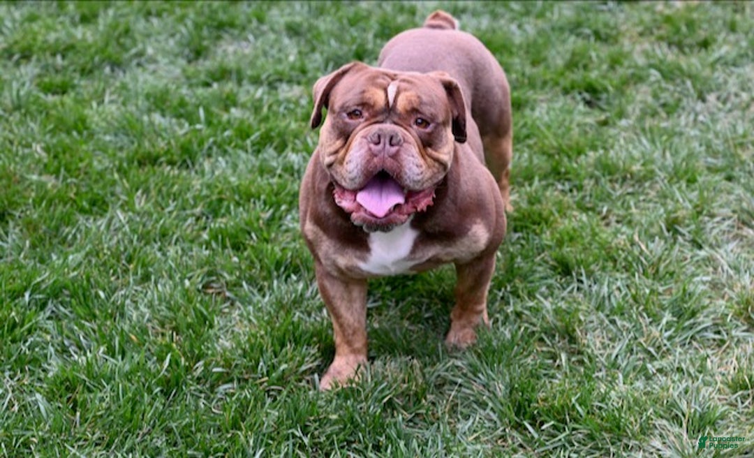 Olde English Bulldogge dogs for stud: Linden - Ad 1