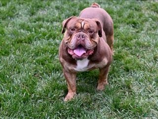 Olde English Bulldogge dogs for stud: Linden - Ad 1