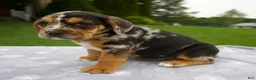 Beabull dogs for sale: Daisy - Ad 4