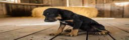 Catahoula Leopard Dog dogs for sale: Gypsie 2026 Female 4 - Ad 11