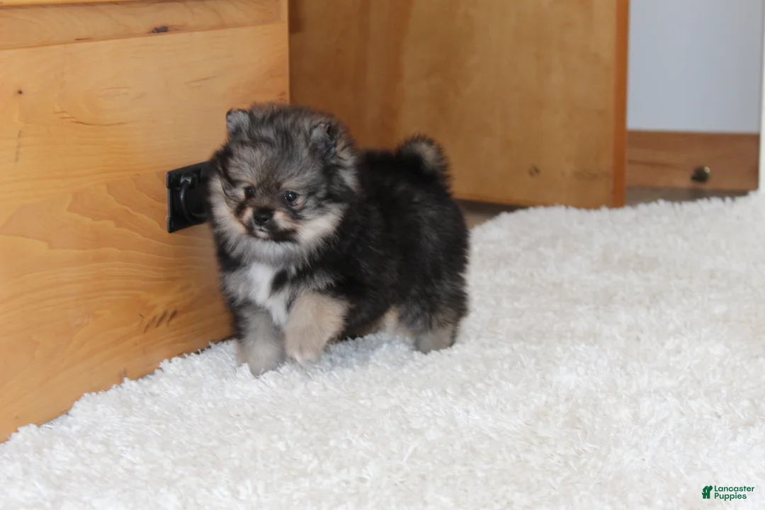 Pomeranian dogs for sale: Donald - Ad 2