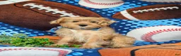 Shorkie dogs for sale: Ludlow Hypoallergenic - Ad 4