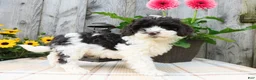 Cockapoo dogs for sale: Hector  - Ad 3