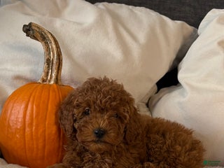 Mini Goldendoodle dogs - Ad 17