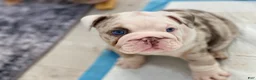 English Bulldog dogs for sale: Daisy - Ad 2