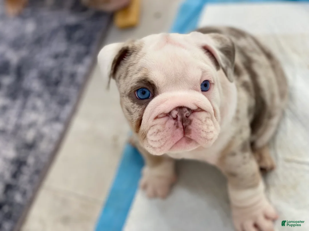English Bulldog dogs for sale: Daisy - Ad 2