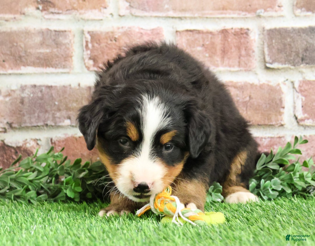 Bernese Mountain Dog dogs for sale: Stockings  - Ad 8