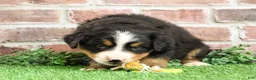 Bernese Mountain Dog dogs for sale: Stockings  - Ad 20