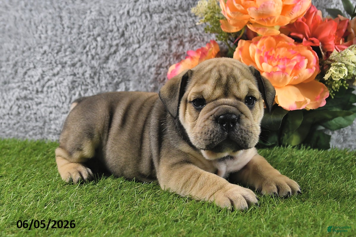 English Bulldog dogs Mitch - Ad 2