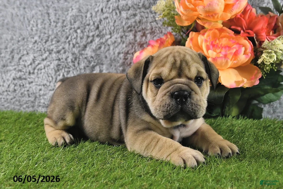 English Bulldog dogs for sale: Mitch - Ad 2