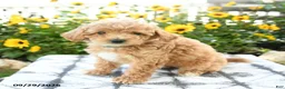 Bichpoo dogs for sale: Amara - Ad 1