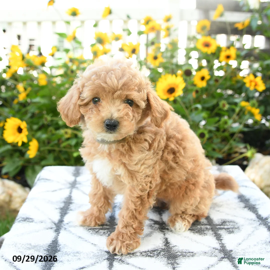 Bichpoo dogs for sale: Amara - Ad 1