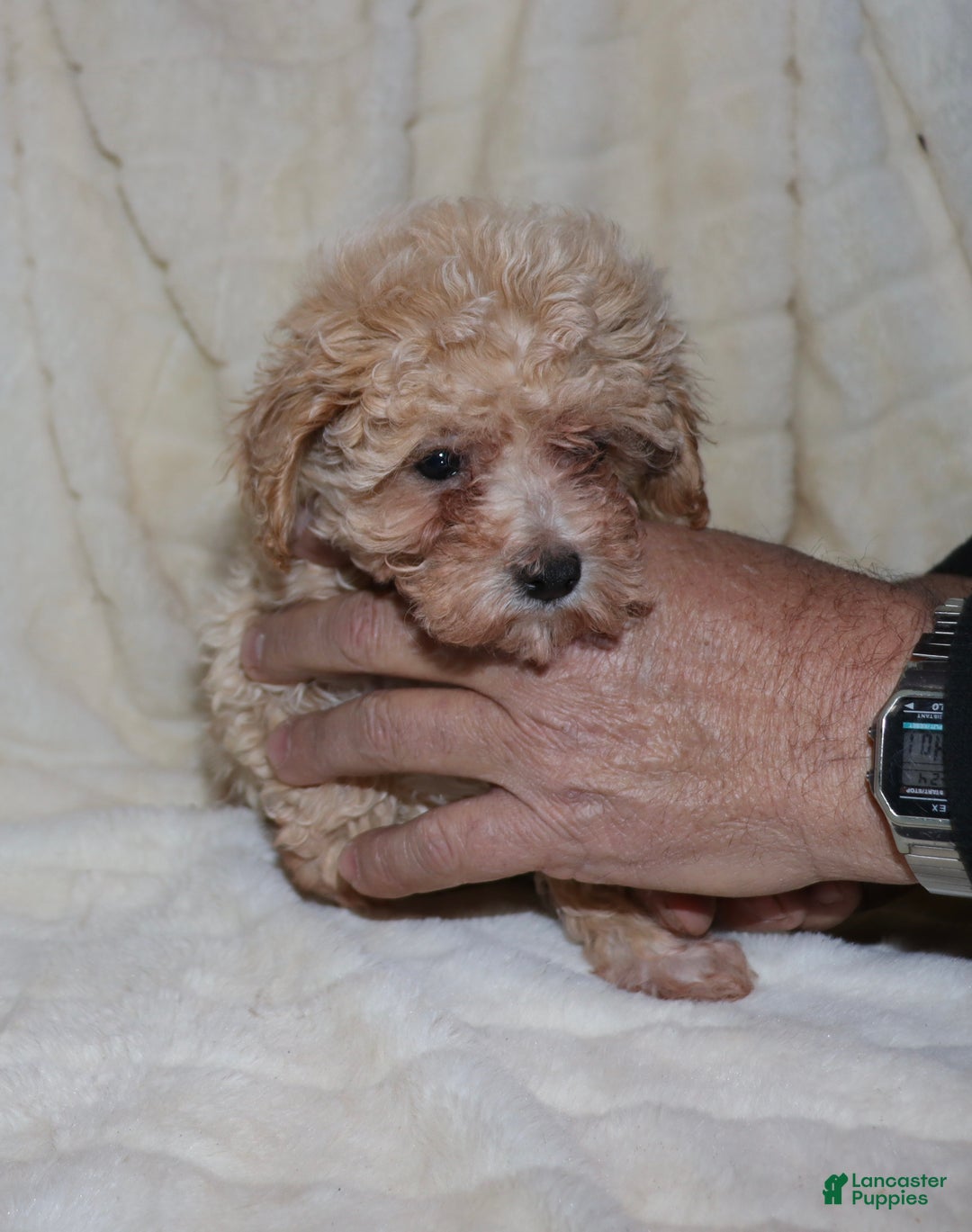 Toy Poodle dogs for sale: Angel - Ad 3