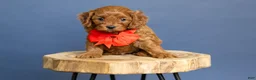 Cavapoo dogs for sale: Wrangler - Ad 3