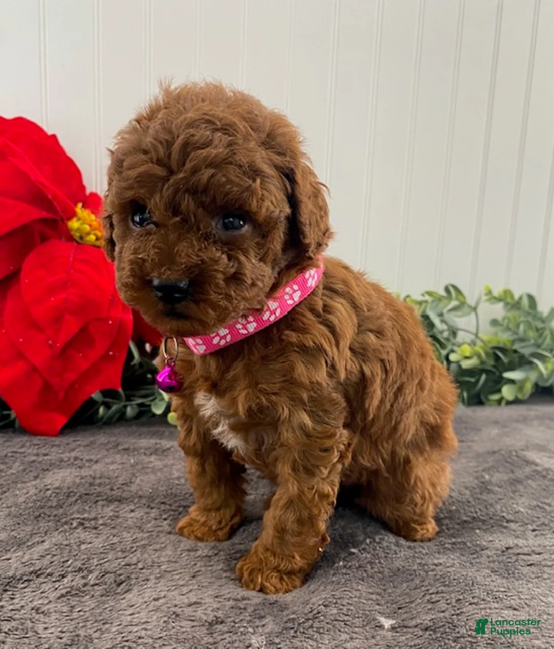 Toy Poodle dogs for sale: Hazel- tiny - Ad 4