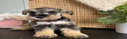 Miniature Schnauzer dogs for sale: Molly - Ad 10