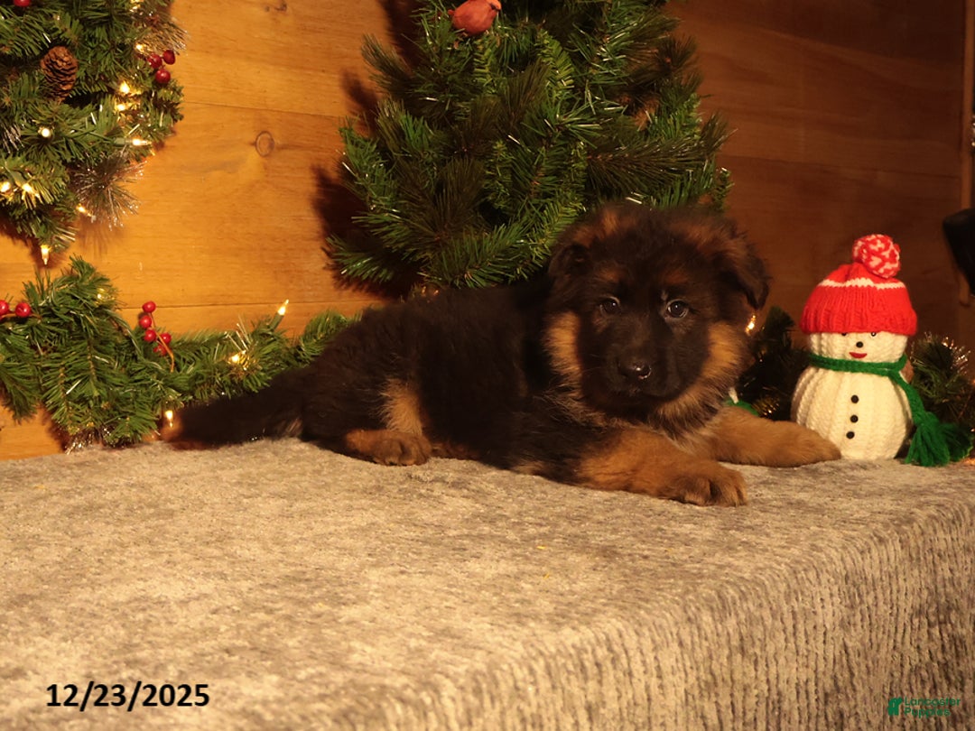 German Shepherd dogs for sale: Winterfell - Ad 3