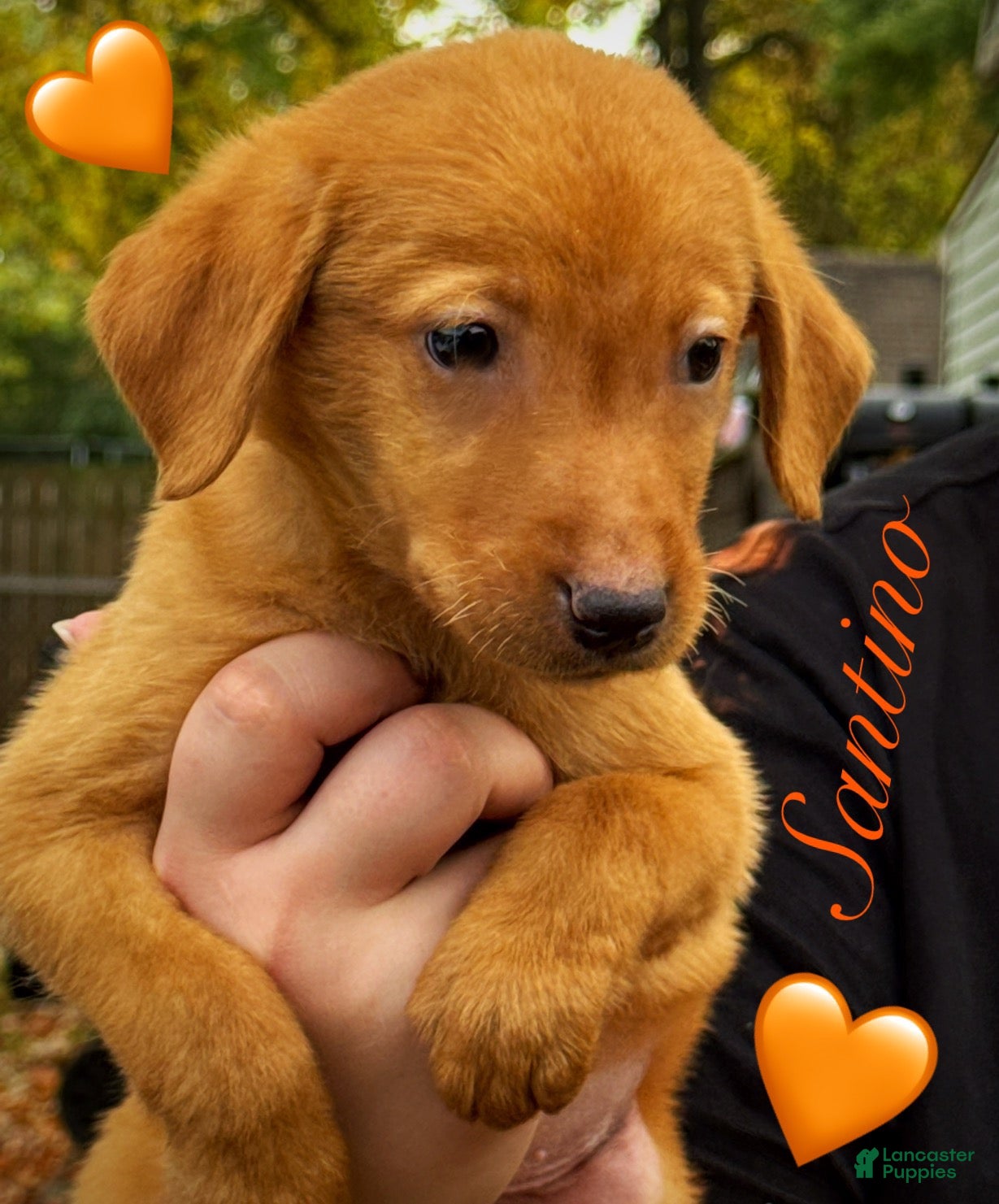 Labrador Retriever dogs for sale: Labrador Retriever 1 - Ad 1