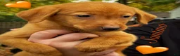 Labrador Retriever dogs for sale: Labrador Retriever 1 - Ad 1