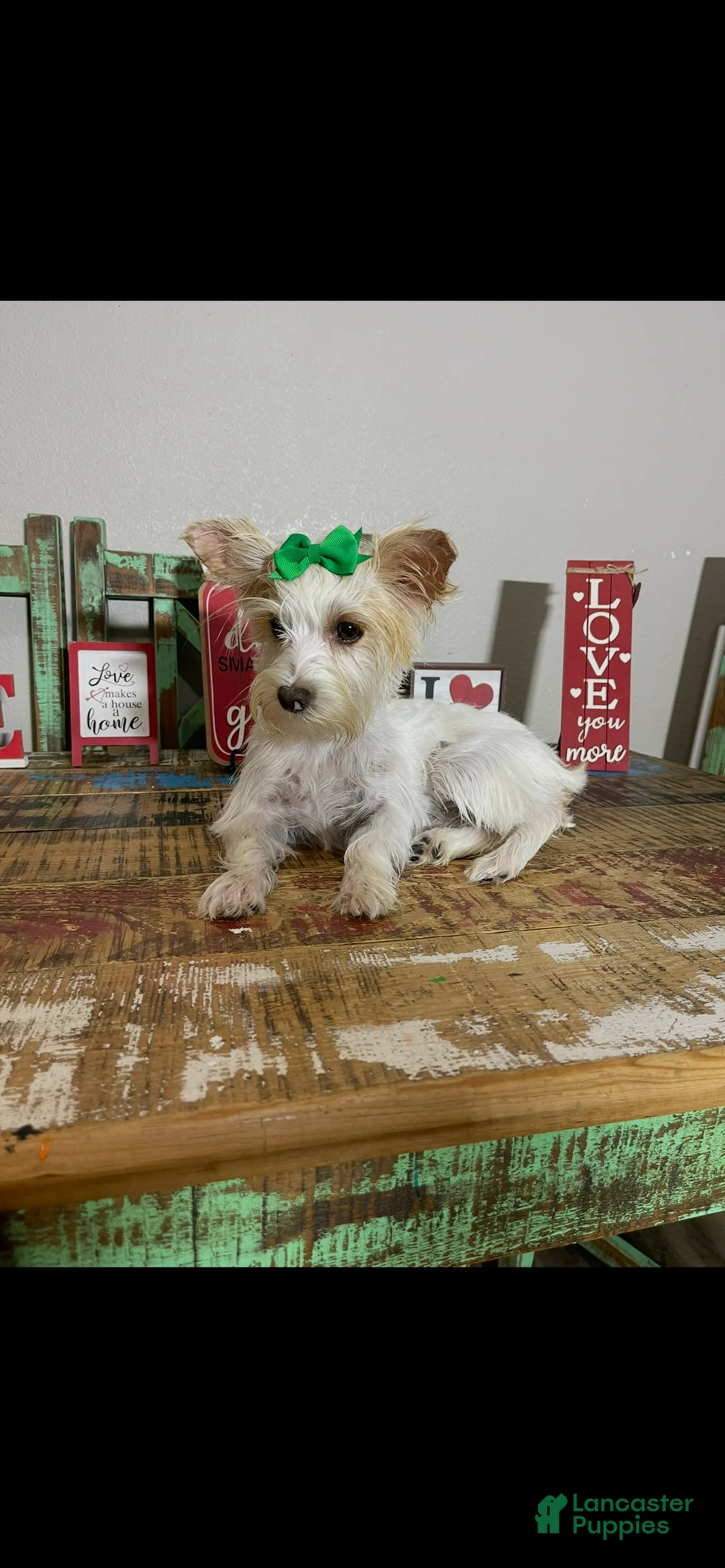 Yorkshire Terrier dogs for sale: Blonde Parti Tilly - Ad 10