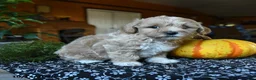 Maltipoo dogs for sale: Flopsy - Ad 5