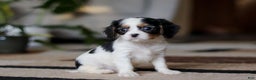 Cavalier King Charles Spaniel dogs for sale: Charles - Ad 7