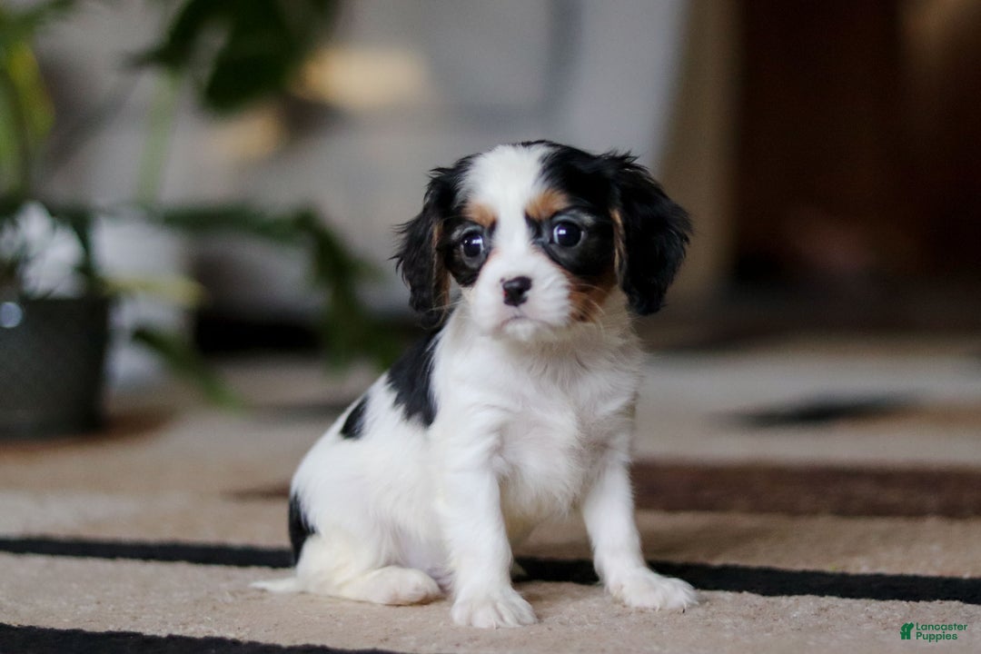 Cavalier King Charles Spaniel dogs for sale: Charles - Ad 7