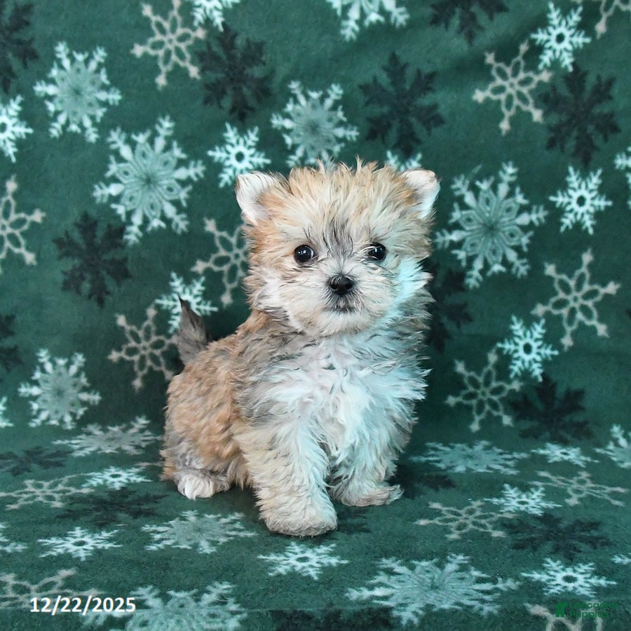 Morkie dogs Shortie - Ad 36