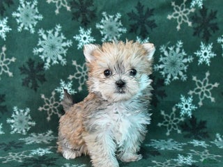 Morkie dogs Shortie - Ad 36