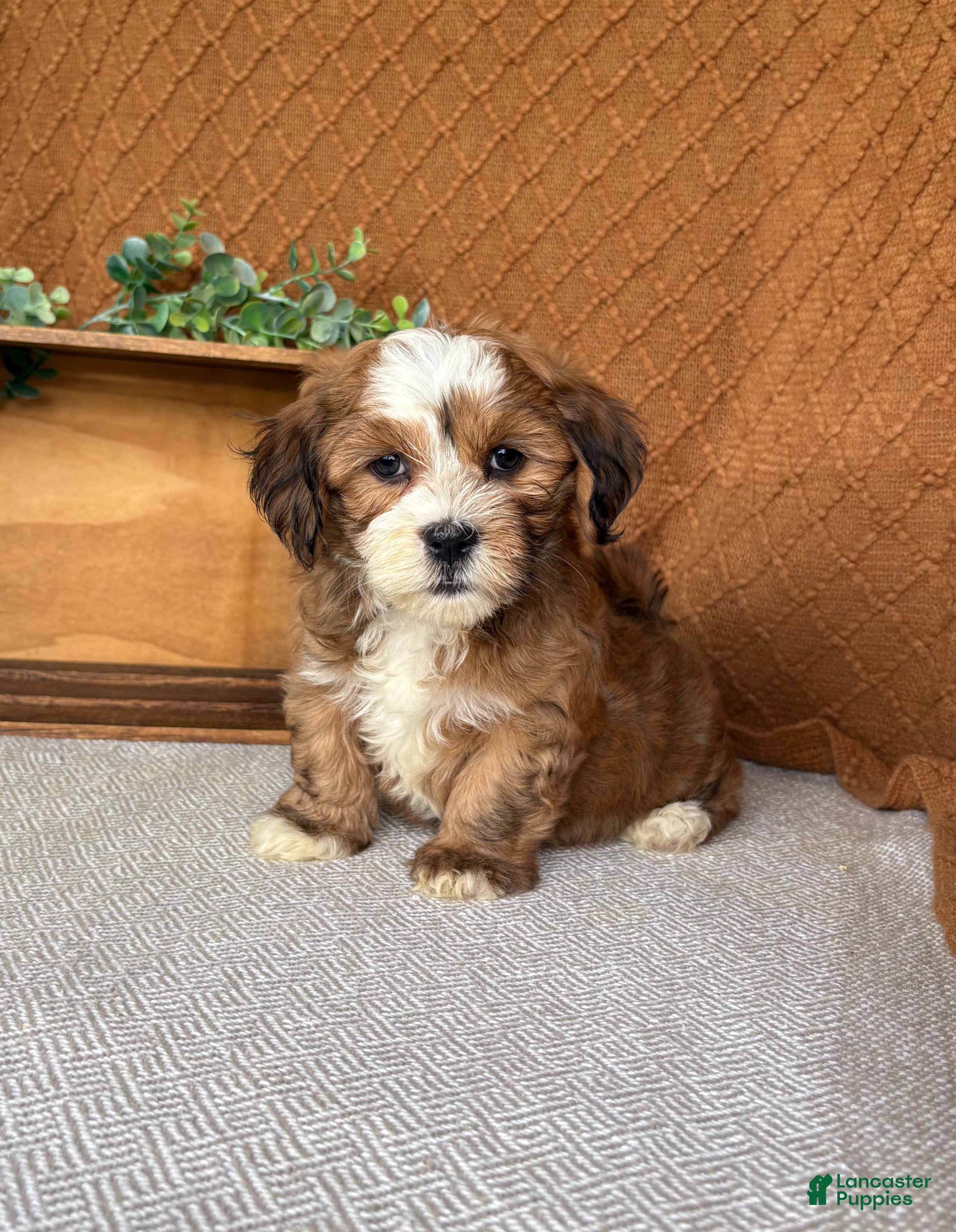 Havanese dogs Carla  - Ad 1