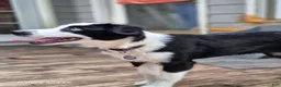 Australian Shepherd dogs for sale: Ocean - Ad 2