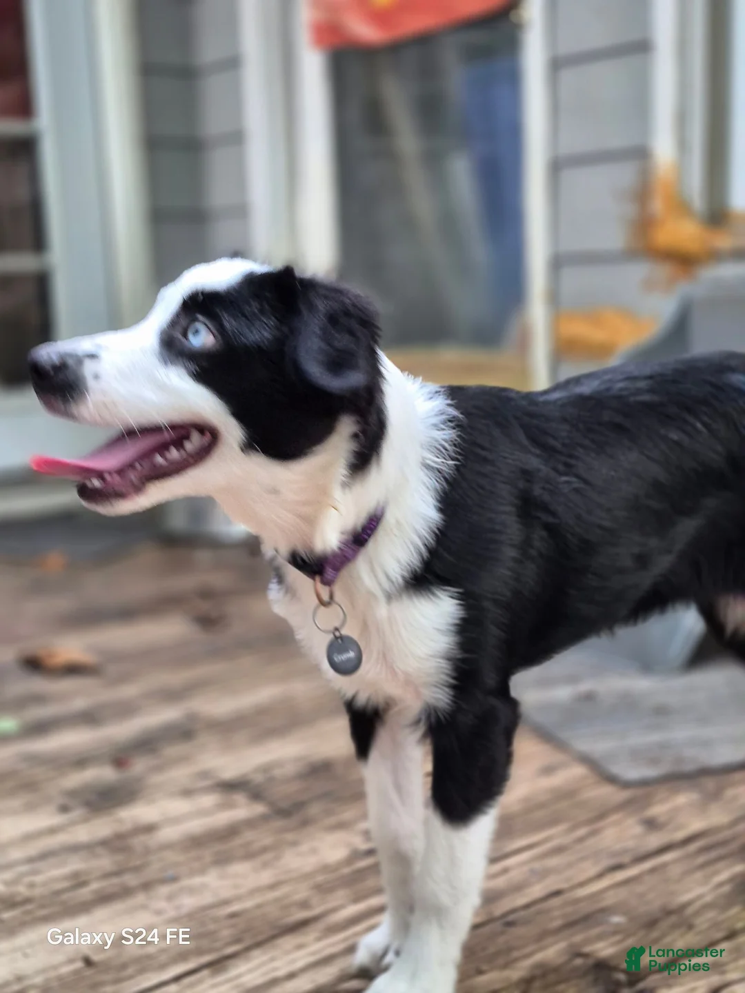 Australian Shepherd dogs for sale: Ocean - Ad 2