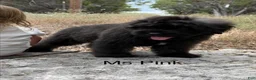 Bouvier Des Flandres dogs for sale: Ms Pink - Ad 8