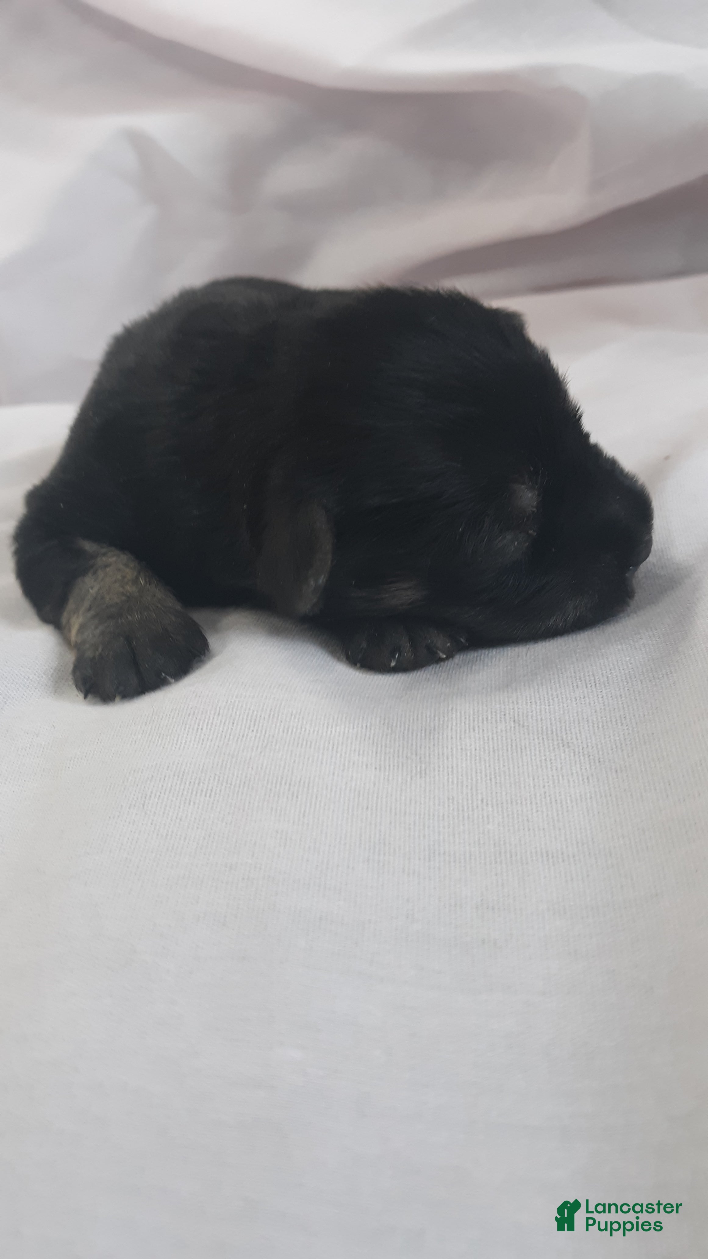 Miniature Schnauzer dogs for sale: AKC Peanut - Ad 3