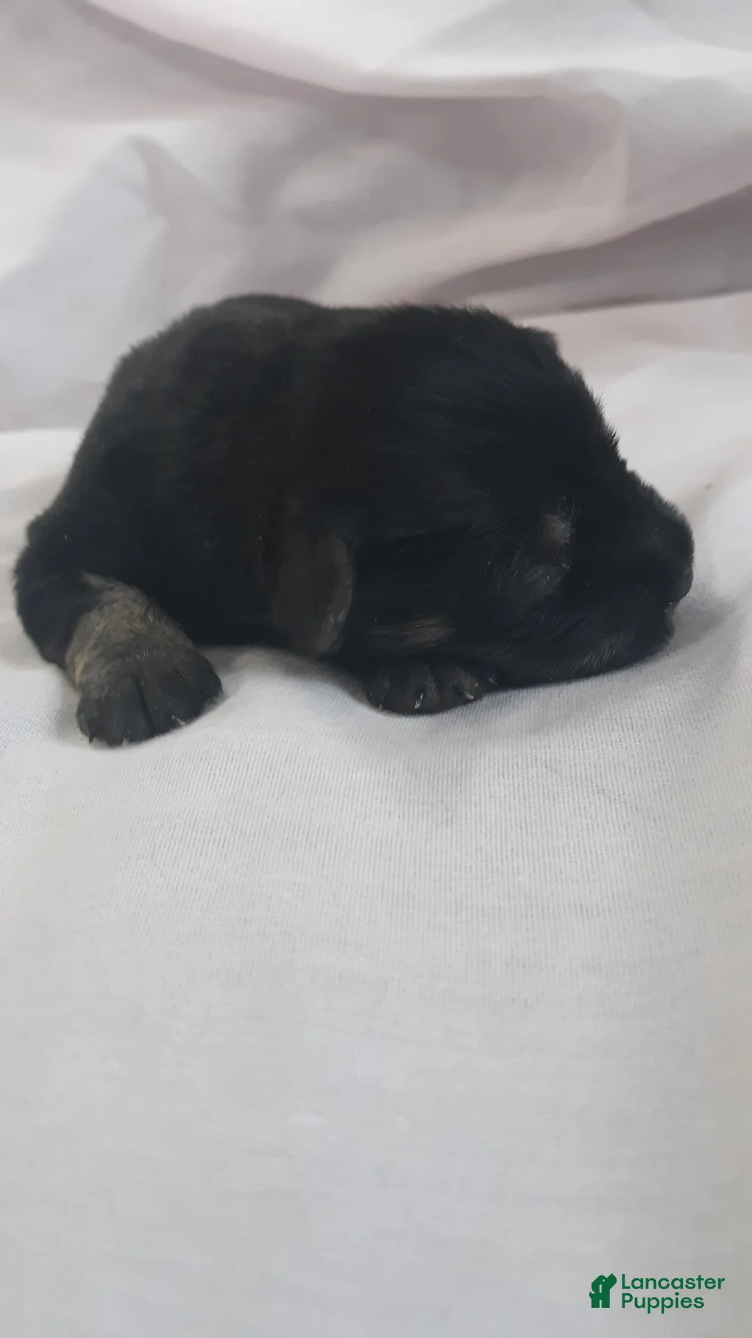 Miniature Schnauzer dogs for sale: AKC Peanut - Ad 1